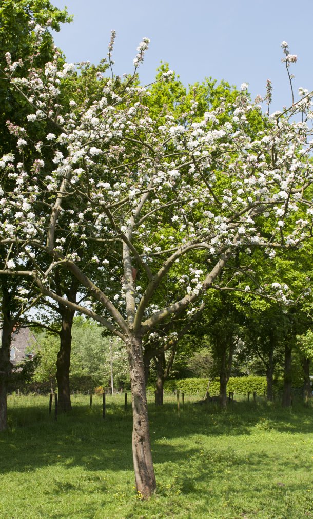 Bloesems aan de fruitboom