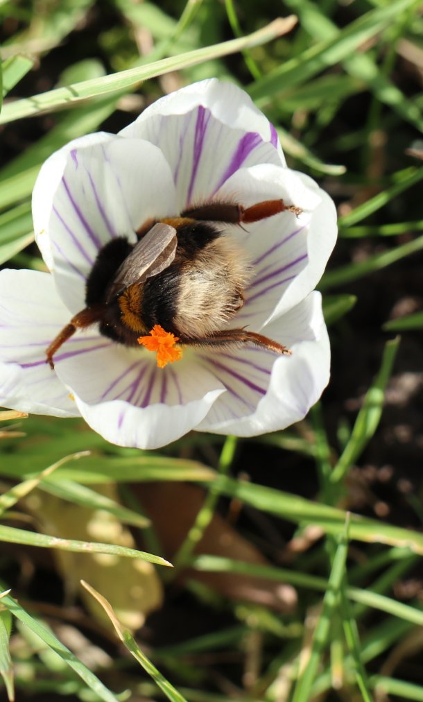 hommel