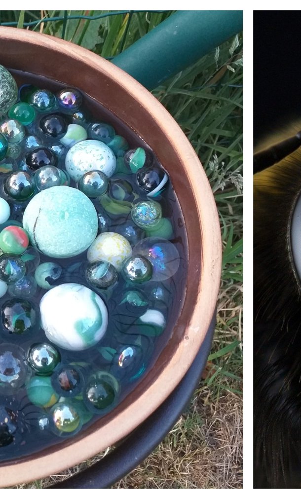 Drinkschaaltje insecten