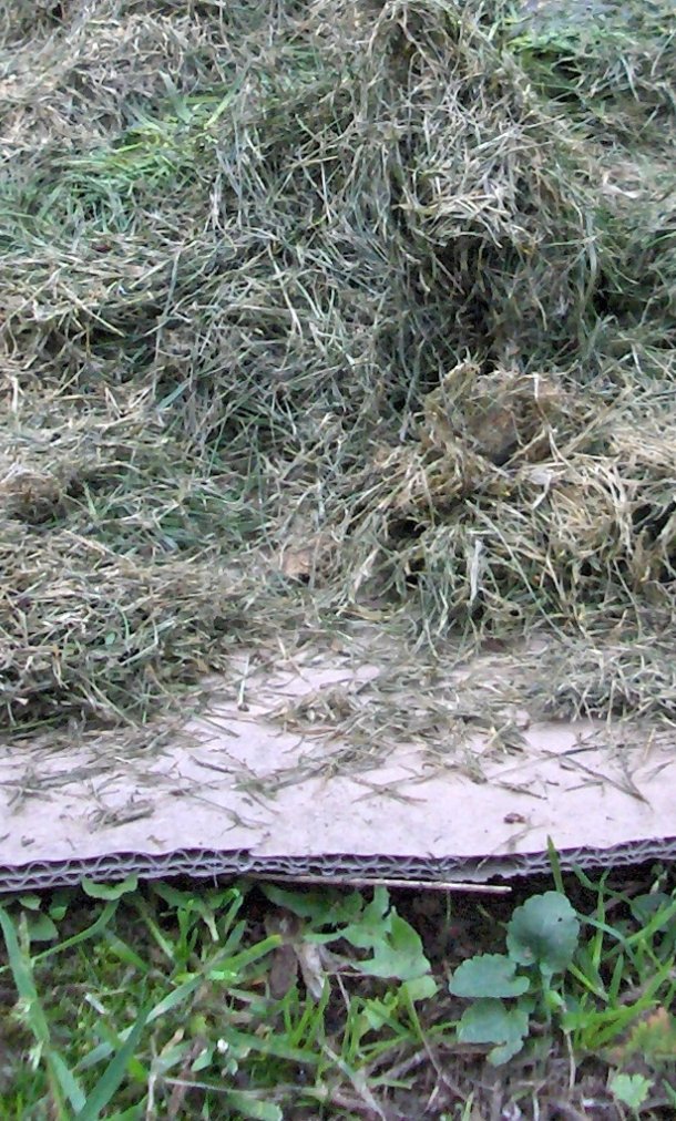 Gras op karton