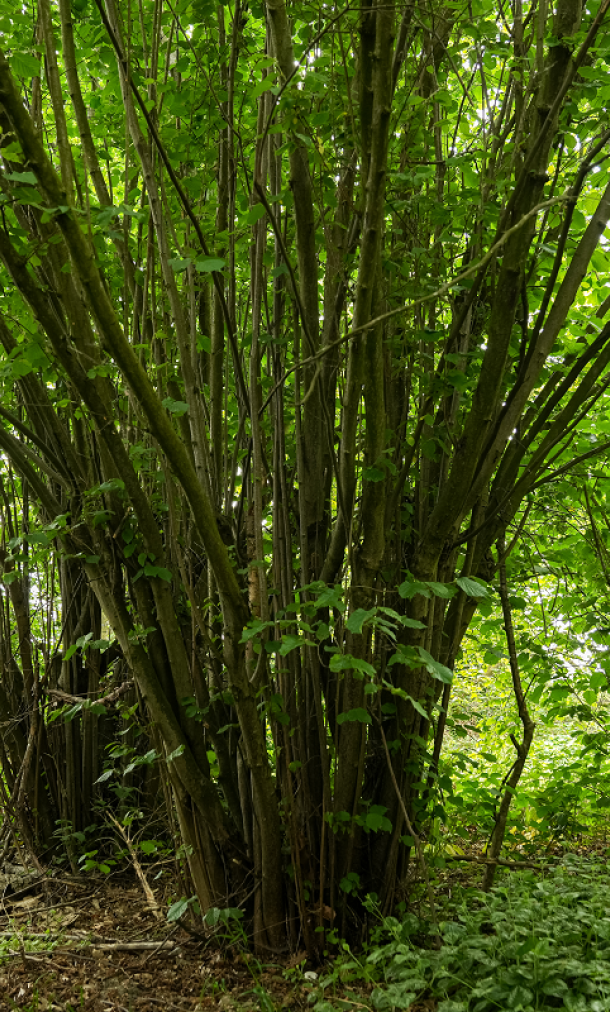 Hazelaar_door Tom Cornille