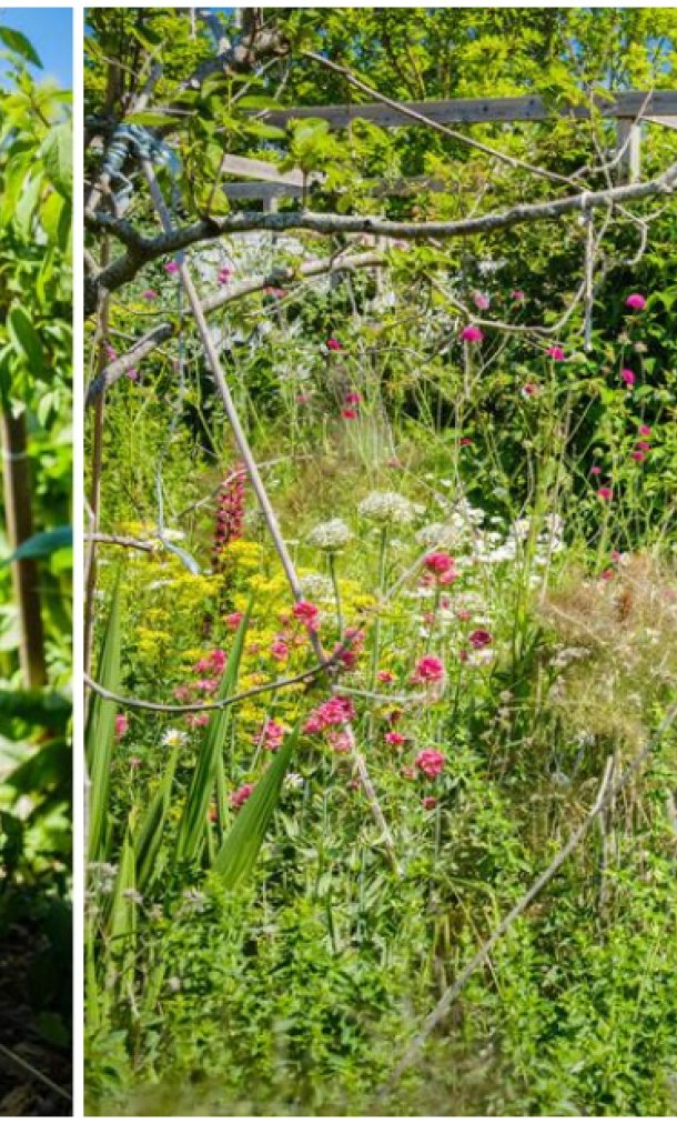 Japanse duizendknoop: Alexander en Elena