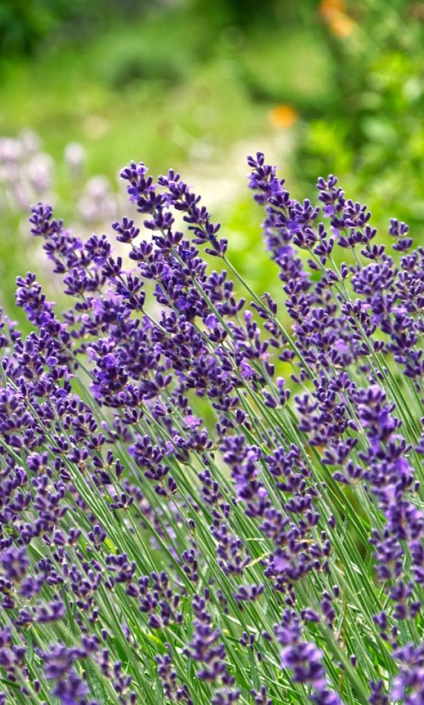 lavendel