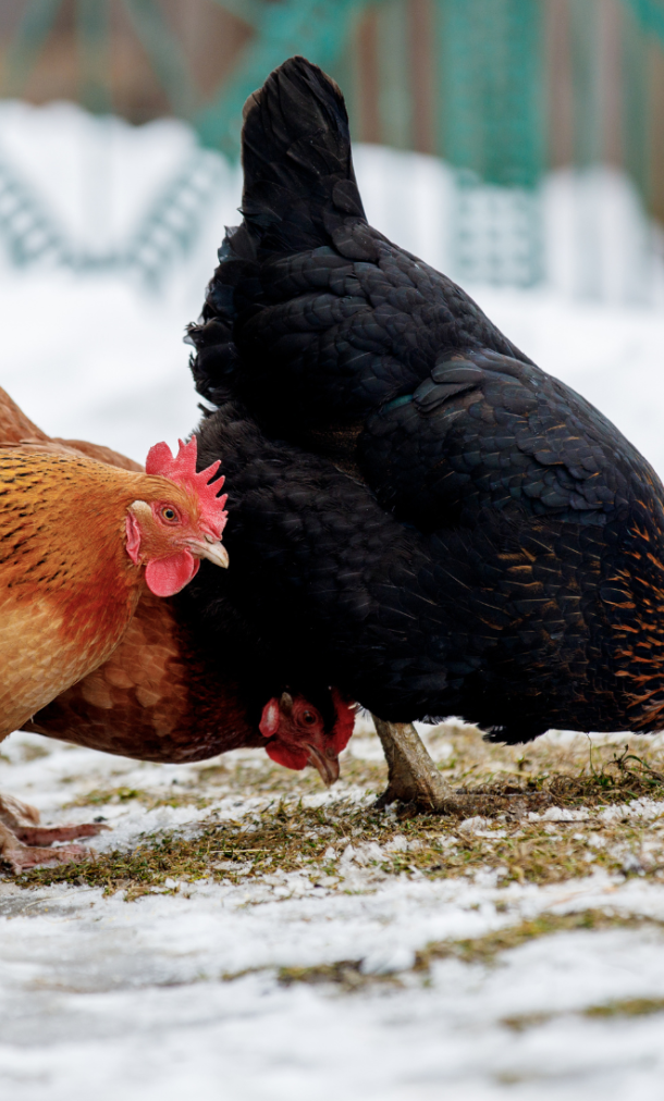 Kippen in de winter