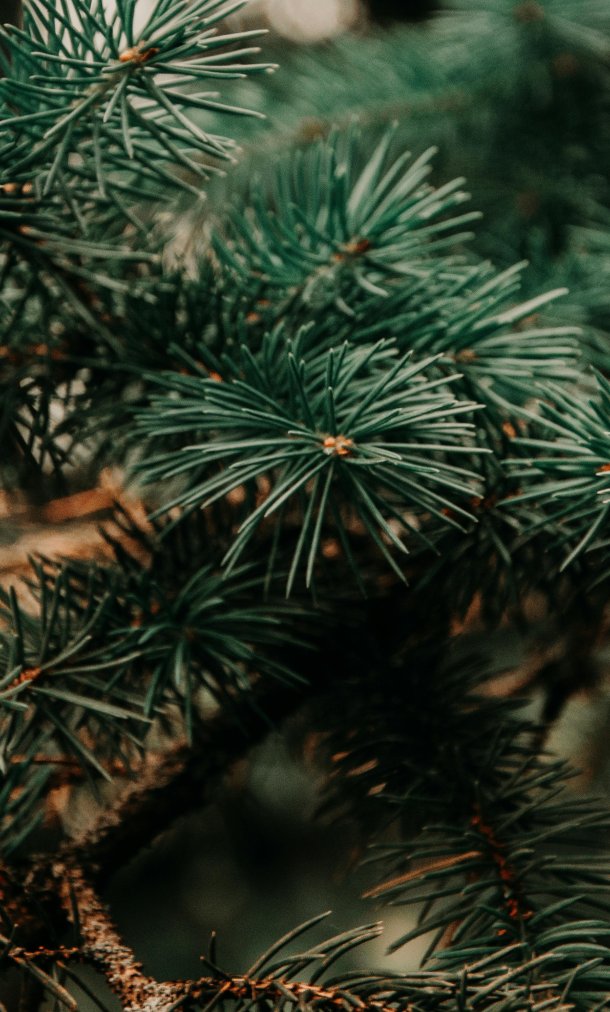 kerstboom