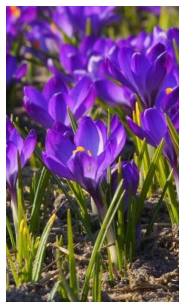 Samenaankoop biologische bloembollen