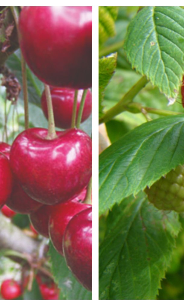 samenaankoop fruitbomen