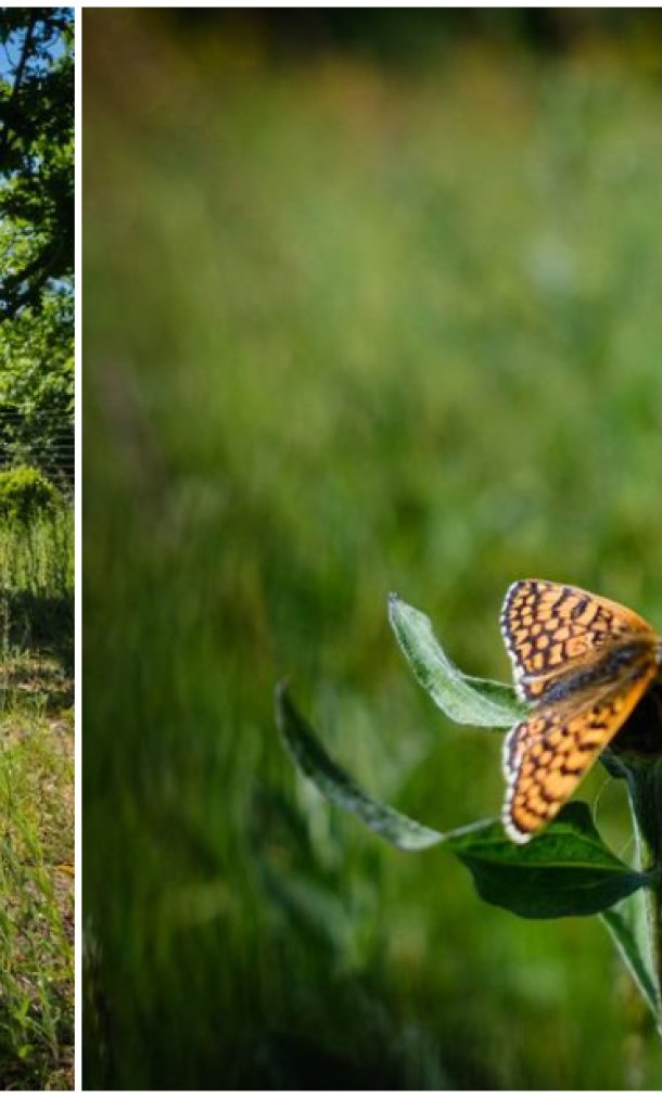 Theo redt de veldparelmoervlinder