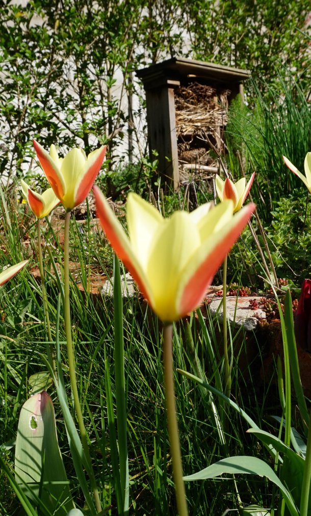 Verwilderingstulp Tinka