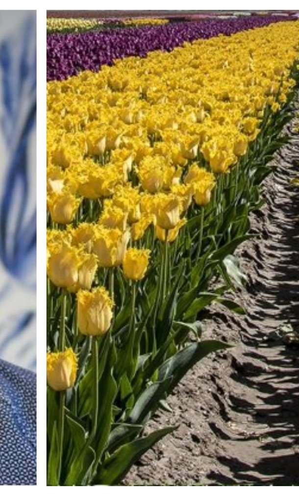 Tulpen