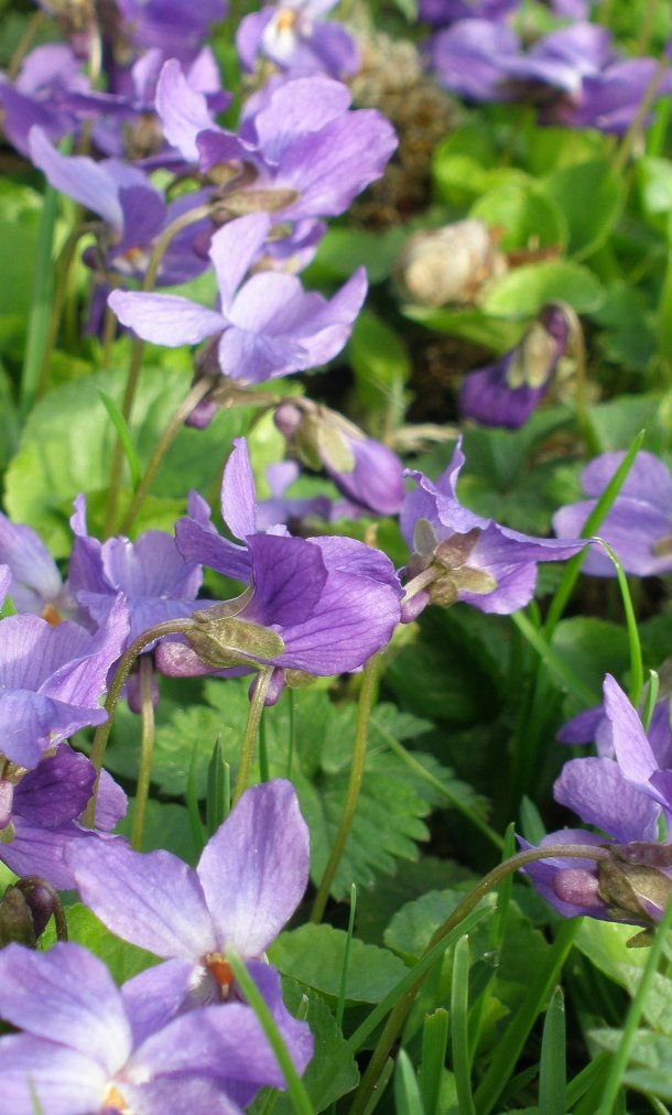viooltje