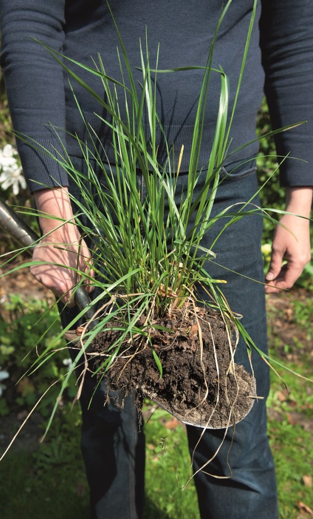 Zelf papier maken van onkruid