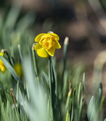 Biologische bloembollen