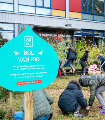 Biologische bloembollen