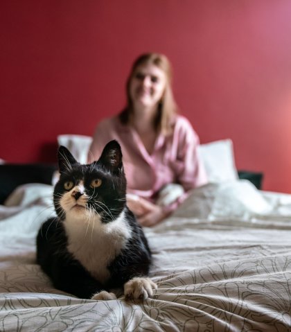 Kat op bed