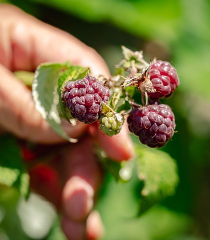 fruit plukken