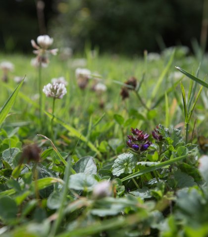 Klaver in gazon