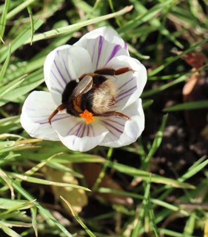 krokus met hommel