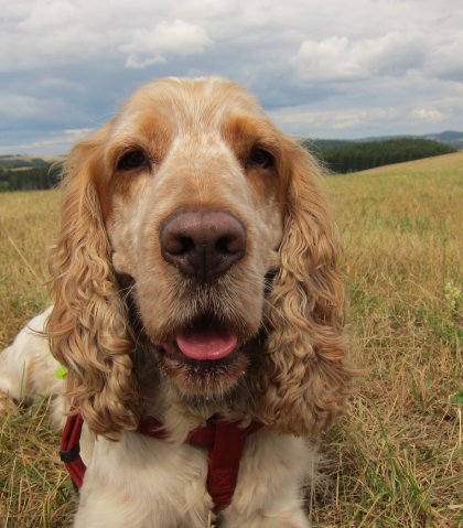 Vlooiengif voor kat en hond niet onschadelijk