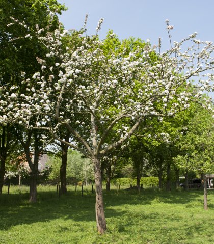 Bloesems aan de fruitboom