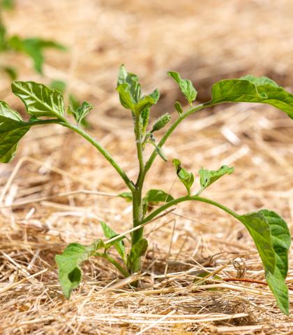 Mulch