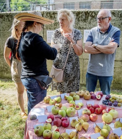 Fruitboomgaard in Etterbeek