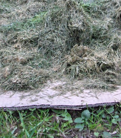 Gras op karton