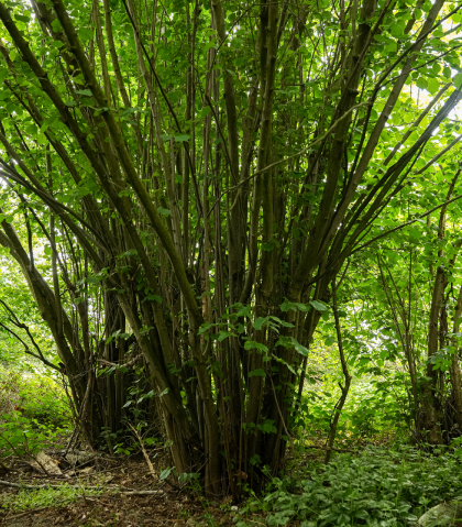 Hazelaar_door Tom Cornille