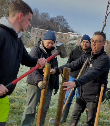 bomen aanplanten leuven