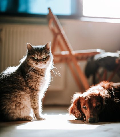 hond en kat
