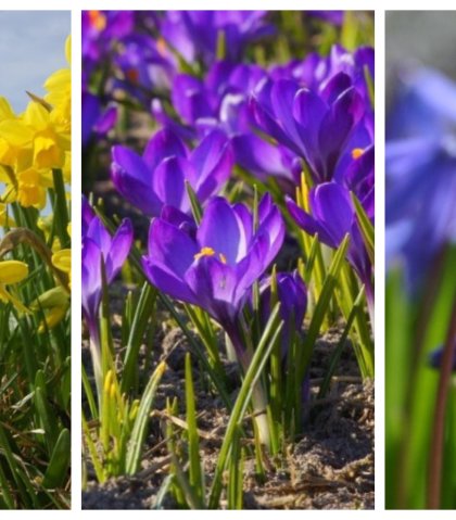 Samenaankoop biologische bloembollen