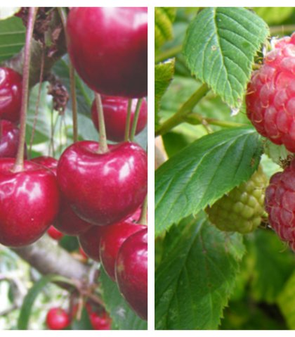 samenaankoop fruitbomen