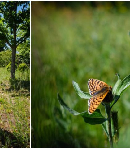 Theo redt de veldparelmoervlinder