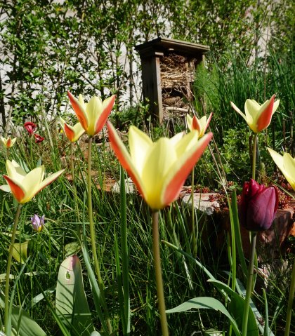 Verwilderingstulp Tinka