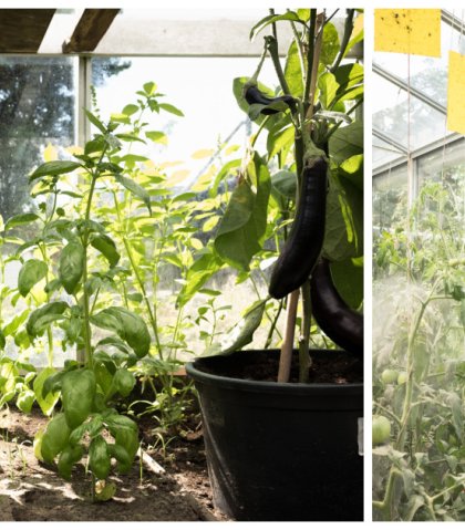 Tuinieren in serre of kas