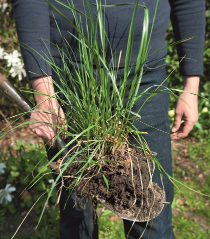 Zelf papier maken van onkruid