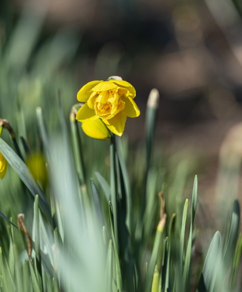 Biologische bloembollen