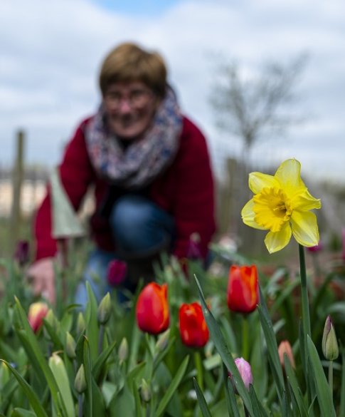 bloemen