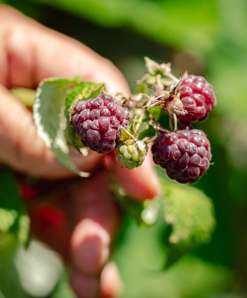 fruit plukken