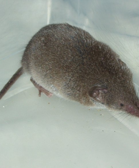 huisspitsmuis