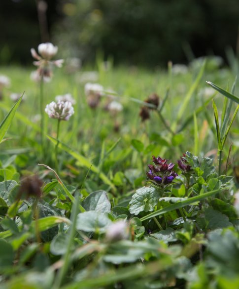Klaver in gazon