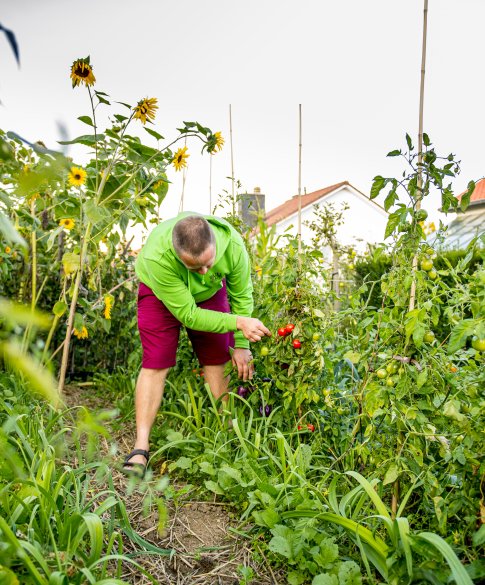 Tomaten