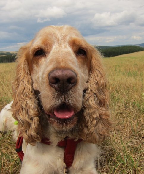 Vlooiengif voor kat en hond niet onschadelijk