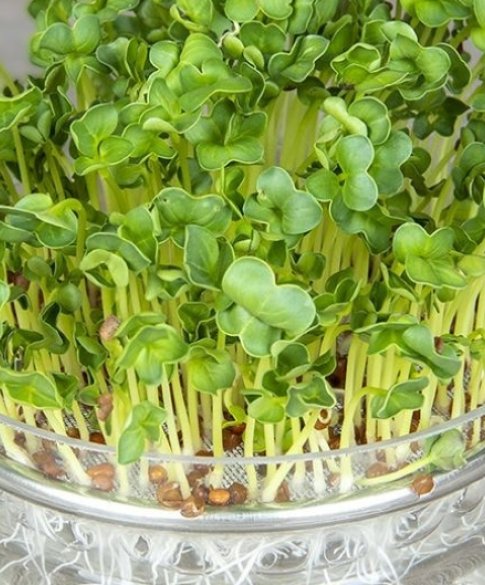 daikon kiem