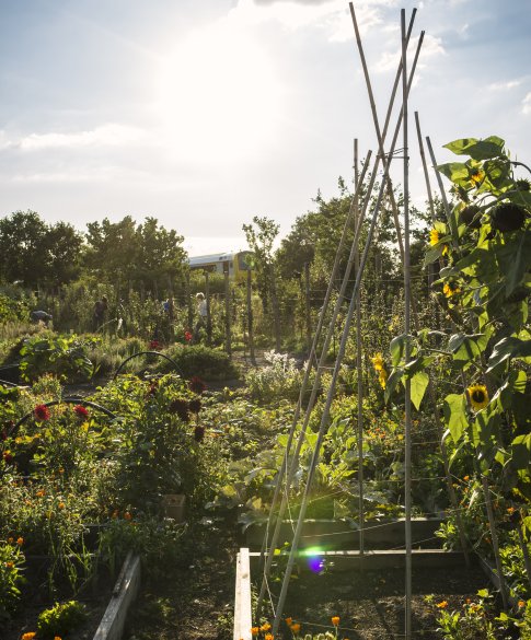 Zonnebloemen in moestuin