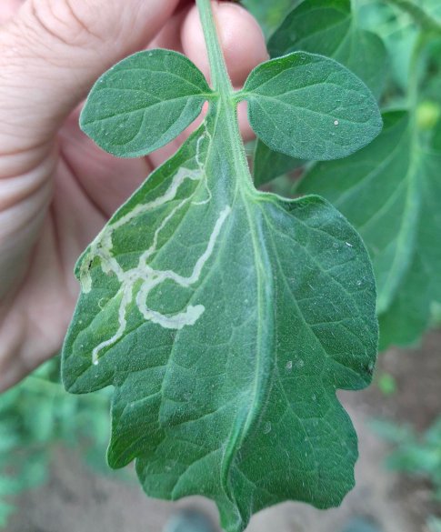 Tomatenmineervlieg op tomatenblad