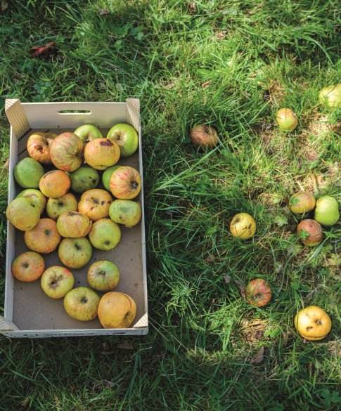 Fruit plukken