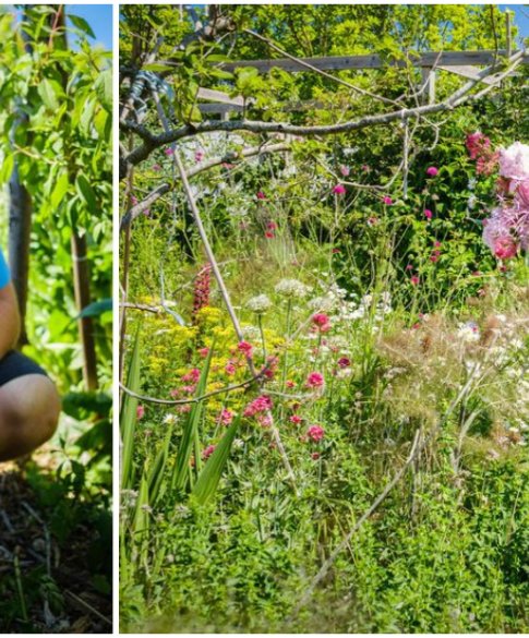 Japanse duizendknoop: Alexander en Elena