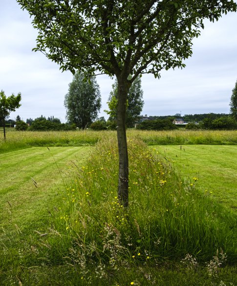 Kort en lang gras