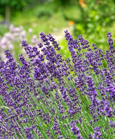 lavendel